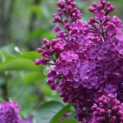 בצדורף 4 דירות