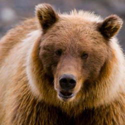 McKinley Park 5 cabins