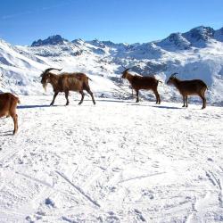 Saint-Jean-de-Maurienne 31 ski resorts