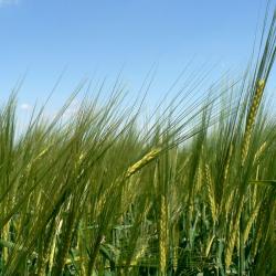 Gr&ouml;tzingen 1 hotel