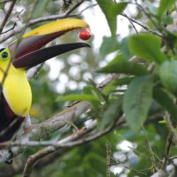 Turrialba 3 glamping sites
