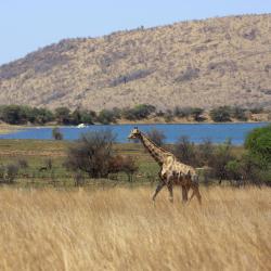 Pilanesberg 18 Hotels