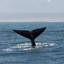 Kleinmond 40 hotelov