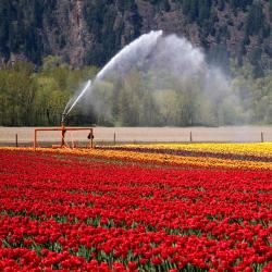 Agassiz 3 hotel keluarga