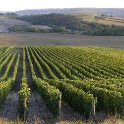 Vinhedo 13 hotels