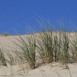 Nida 4 boliger ved stranden