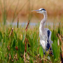 Mount Dora 18 hoteller