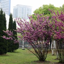 Qingshan 1 hotel