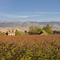 Foiano della Chiana 3 farm stays