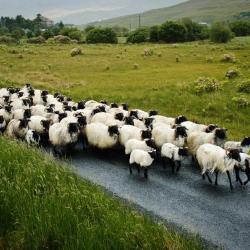 Claremorris 4 holiday rentals