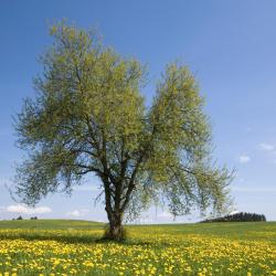 Меппен Отели, где разрешено размещение с домашними животными (8)