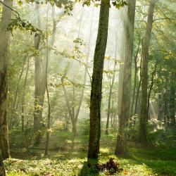 Vallromanes 11 pet-friendly hotels