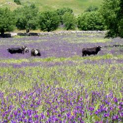 Vitigudino 3 hôtels acceptant les animaux domestiques