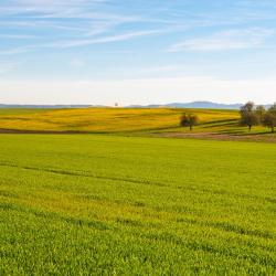 Rothrist 3 hoteles que aceptan mascotas