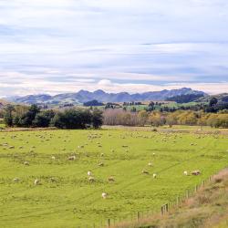 Cheviot 6 hotels