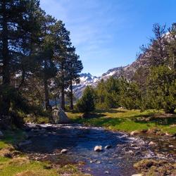 Sesué 4 pet-friendly hotels