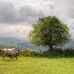 Tineo 14 hotels