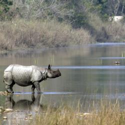 Kaziranga 44 hotell