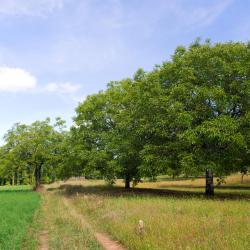 Thiviers 3 glampings