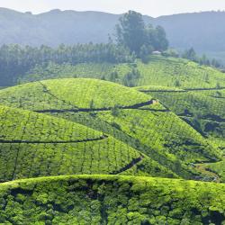 Munnar 8 glampings