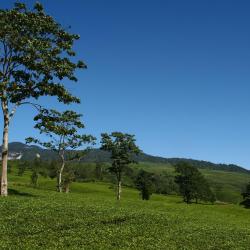 Lembang 11 homestays