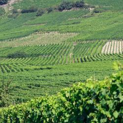Thouars 5 biệt thự