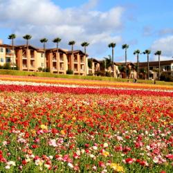 Carlsbad 231 hotelů