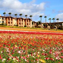 Carlsbad 82 hoteles