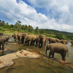 Pinnawala 5 holiday rentals