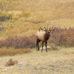 Elk City 4 motels