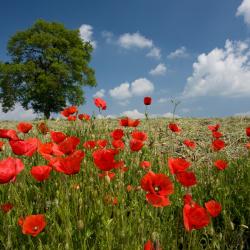 Ronciglione 25 pet-friendly hotels