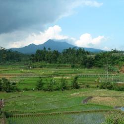 Kediri 3 B&Bs