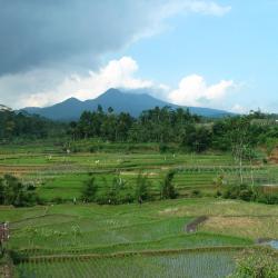 Kediri 3 hoteluri ieftine