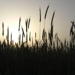 Dannenberg 4 hotel pet friendly