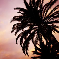 Poinciana 9 hotels