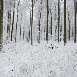 Habichtswald 5 hotels