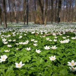 Dębica 8 pet-friendly hotels