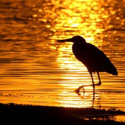 Royal Palm Beach 4 hoteles que aceptan mascotas