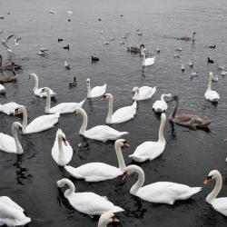 門內多夫 4 間寵物友善飯店