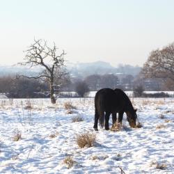 Winsford 3 holiday homes