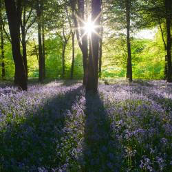 Marlborough 17 pet-friendly hotels