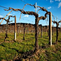 Nizza Monferrato 5 dovolenkových domov