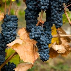 Vaux-en-Beaujolais 4 viešbučiai