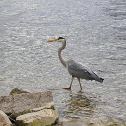 Au an der Donau 3家带停车场的酒店