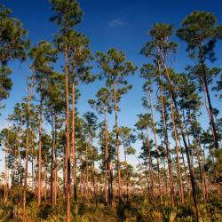 Чипли 3 хотели с хидромасажни вани