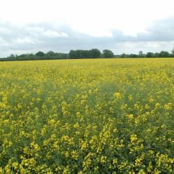 Nieheim 26 m&ouml;kki&auml;