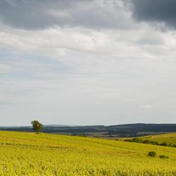 Montbrison 7 hoteli przyjaznych zwierzętom