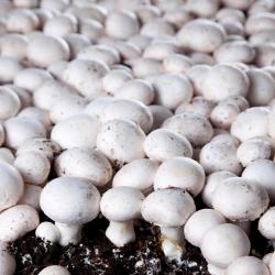 Orry-la-Ville 3 pet-friendly hotels