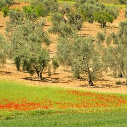 塔拉尤埃拉 10 間自炊式住宿