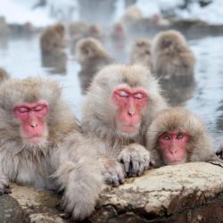 Yamanouchi 89 ski resorts